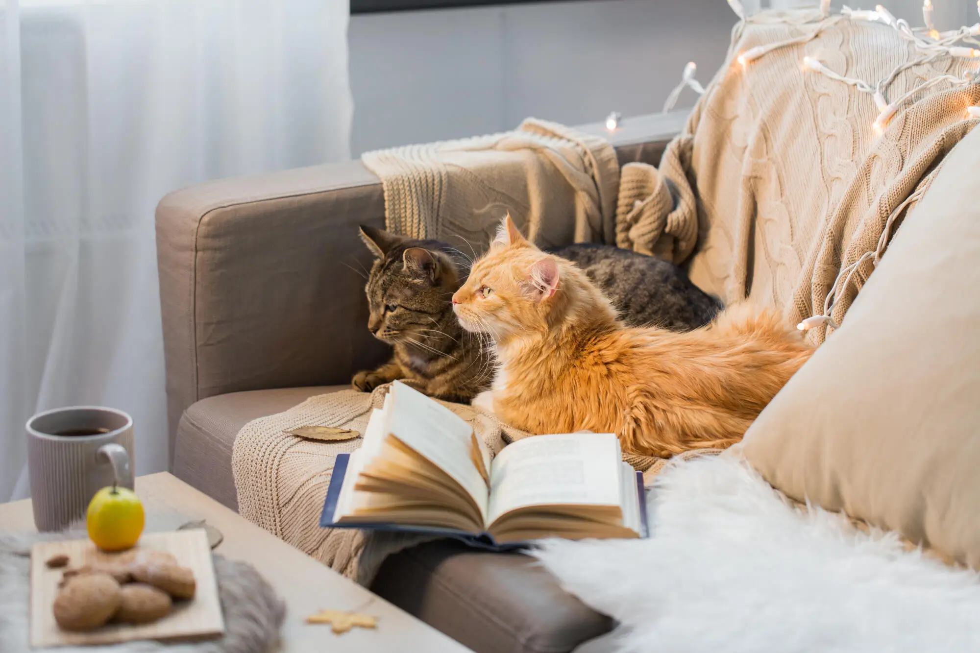 Pros and Cons of Allowing Pets in Your Fayetteville Rental Property